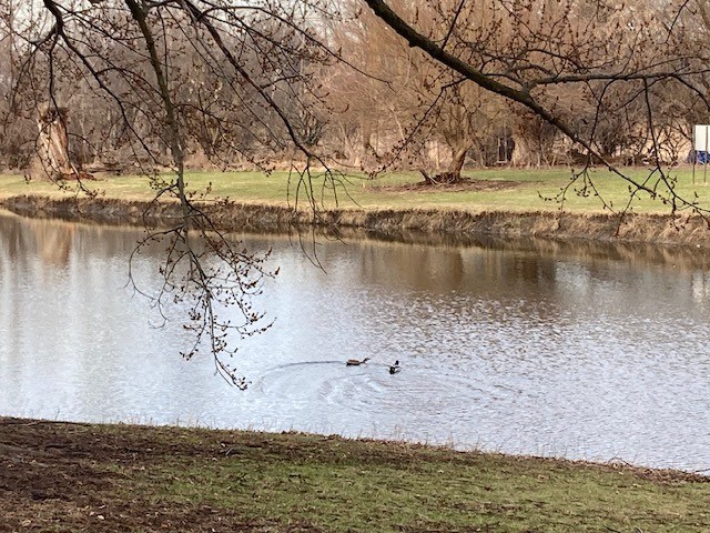 Two ducks are swimming in a lake surrounded by trees.